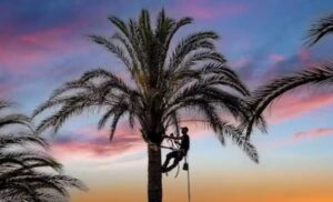 Professional Palm Tree Maintenance Perth