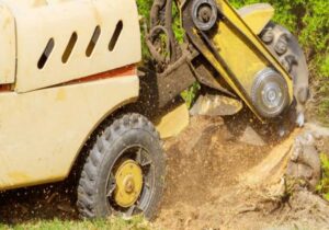 Expert Tree Stump Grinding Perth
