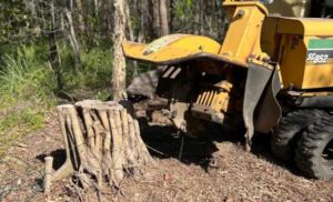 Expert Tree Stump Grinding Perth